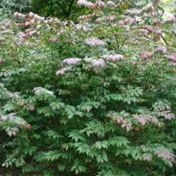 Euonymus Alatus (Vinget Benved)- Salgshøjde: 20-40 Cm. (Barrodet Bundt Med 10 Stk)