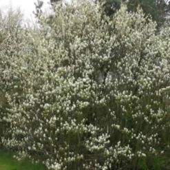 Amelanchier Spicata (Aks-Bærmispel) - Salgshøjde: 50-80 Cm.  (Barrodet Bundt M/10 Stk)