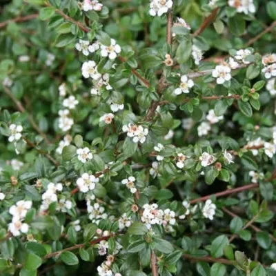 COTONEASTER Dammeri (Dværgmispel, Røde Bær Efterår) Salgshøjde; På 80 Cm Stamme 3 COTONEASTER Dammeri (Dværgmispel, Røde Bær Efterår) Salgshøjde; På 80 Cm Stamme