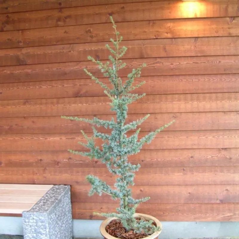 CEDRUS LIBANI 'ATLANTICA GLAUCA' (Atlasceder), Salgshøjde: Potte 100-125 Cm 3 CEDRUS LIBANI 'ATLANTICA GLAUCA' (Atlasceder), Salgshøjde: Potte 100-125 Cm