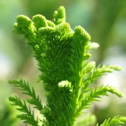 Cryptomeria Jap. 'Cristata' (Kryptomeria), Salgshøjde: 80-100 Cm