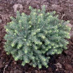 Picea Abies 'Inversa' (Hængegran), Salgshøjde: 15-20 Cm