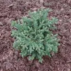 Picea Abies 'Will's Zwerg' (Rødgran), Salgshøjde: 40-50 Cm