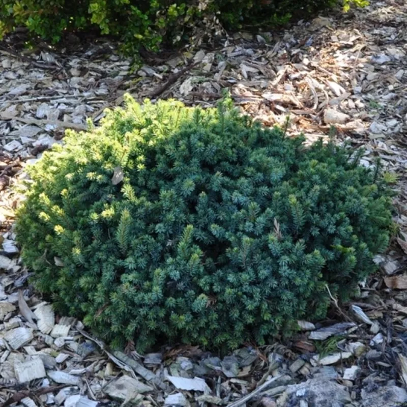 PICEA GLAUCA 'ECHINIFORMIS' (Pindsvinegran), Salgshøjde: På 60 Cm Stamme 3 PICEA GLAUCA 'ECHINIFORMIS' (Pindsvinegran), Salgshøjde: På 60 Cm Stamme