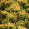 PINUS MUGO 'CARSTEN'S WINTER GOLD' (Fyr), Salgshøjde: På 70 Cm Stamme -Haveforsyninger Salg 2024 copy from NYS201504185050 to nys 15041850501