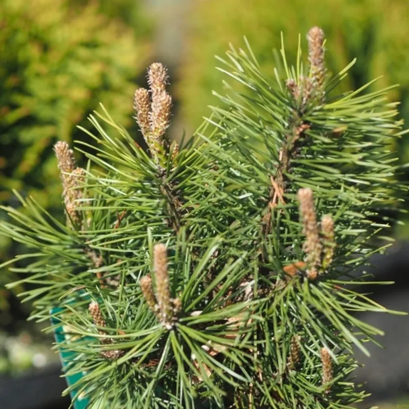 PINUS MUGO 'MOPS' (Dværgfyr), Salgshøjde: Potte 15-20 Cm 3 L 3 PINUS MUGO 'MOPS' (Dværgfyr), Salgshøjde: Potte 15-20 Cm 3 L