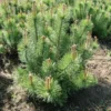 Pinus Mugo Var. Mughus (Bjergfyr) - Salgshøjde: 30-50 Cm 6 L Potte -Haveforsyninger Salg 2024 copy from NYS201505799950 to nys 15057999501