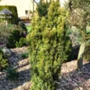TAXUS BACC. 'FASTIGIATA' (Søjletaks), Salgshøjde: 60-80 Cm 2 TAXUS BACC. 'FASTIGIATA' (Søjletaks), Salgshøjde: 60-80 Cm -Haveforsyninger Salg 2024 copy from NYS201606231000 to nys 16062310001