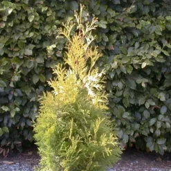 THUJA OCC. 'YELLOW RIBBON' (Alm. Thuja), Salgshøjde: Potte 140-160 Cm