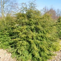 TSUGA CANADENSIS (Hemlock), Salgshøjde: Potte 175-200 Cm 15 L