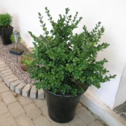 Buxus Semp. 'Rotundifolia' (Storbladet Buksbom), Salgshøjde: 25-30 Cm