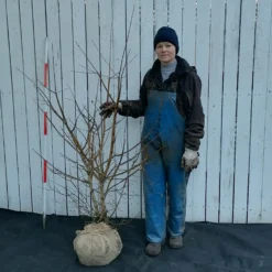 Acer Campestre (Naur) Højde 140-160 Cm Naur Med Klump