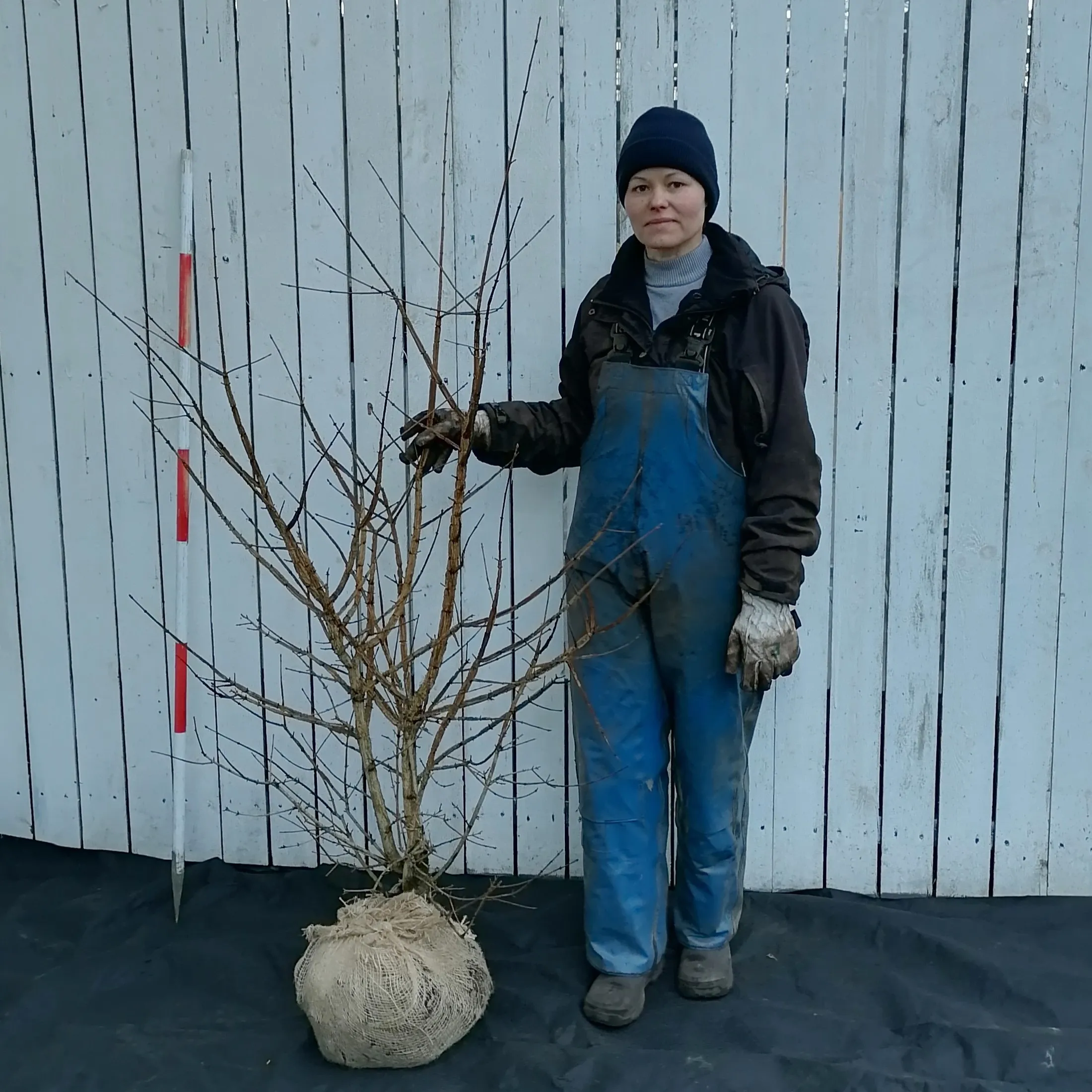 Acer Campestre (Naur) Højde 140-160 Cm Naur Med Klump 3 Acer Campestre (Naur) Højde 140-160 Cm Naur Med Klump