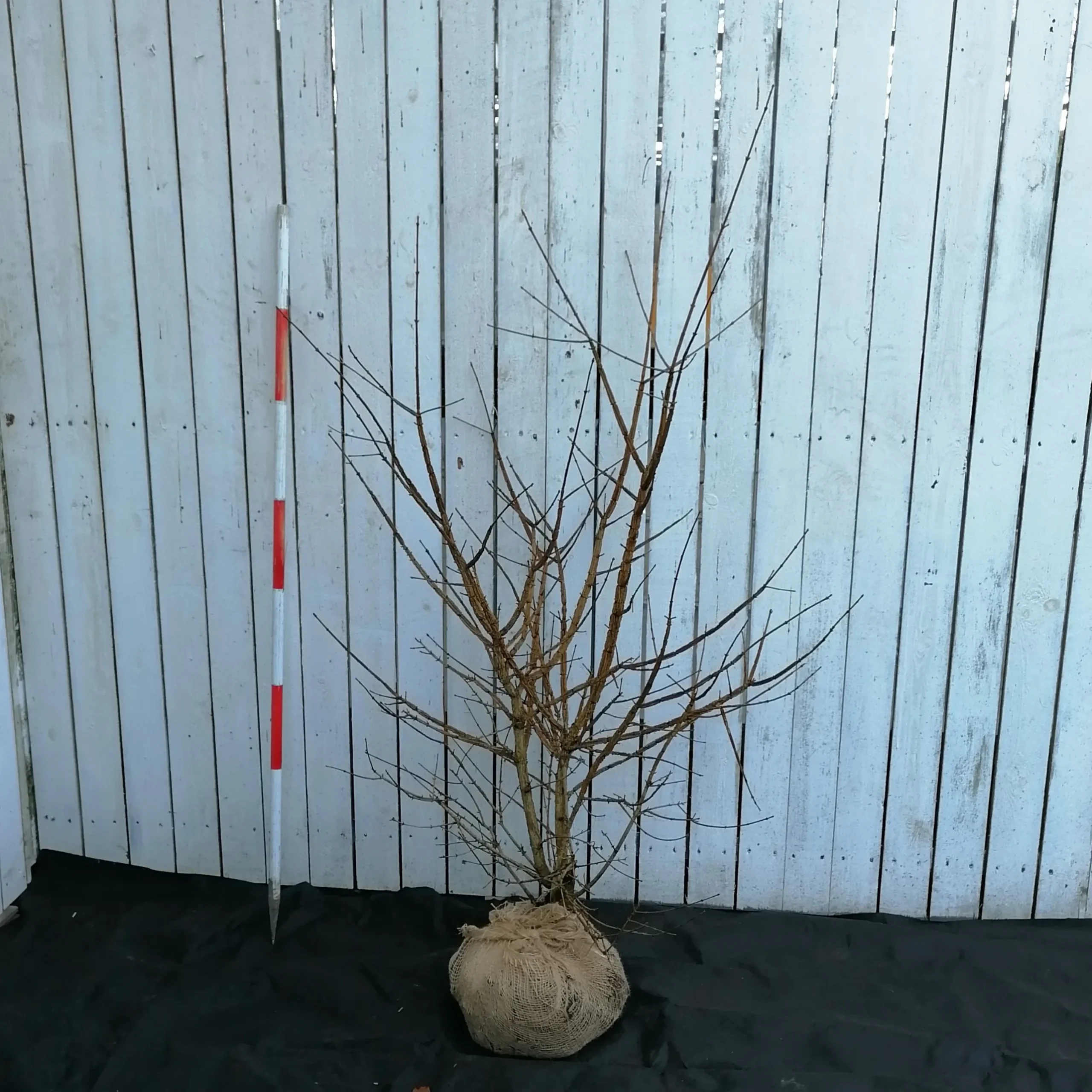 Acer Campestre (Naur) Højde 140-160 Cm Naur Med Klump 4 Acer Campestre (Naur) Højde 140-160 Cm Naur Med Klump - Image 2