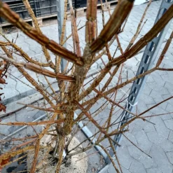 Acer Campestre (Naur) Højde 140-160 Cm Naur Med Klump 7 Acer Campestre (Naur) Højde 140-160 Cm Naur Med Klump -Haveforsyninger Salg 2024 copy from Nat202255658 to IMG 20240208 114725