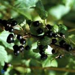 Ribes Nigrum 'POLAR' (Solbær 'Polar') Salgshøjde: 30-50 Cm  (Barrodet Bundt M/10 Stk)