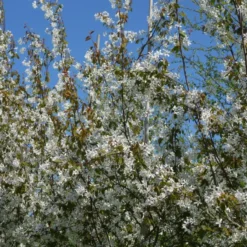 Amelanchier Canadensis (A. Lamarckii) Salgshøjde: 150-175 Cm