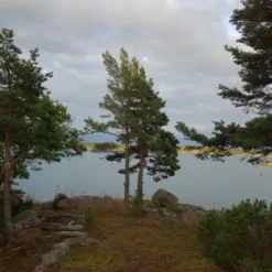 Pinus Sylvestris (SKOVFYR) Højde 200-250 Cm