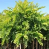 Robinia Pseud. 'Umbraculifera' (KUGLEROBINIE) >Stammehøjde 200 Cm 10-12 Cm -Haveforsyninger Salg 2024 copy from STJCT2002075716 210 to stjct 02075716 2101 1