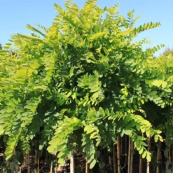 Robinia Pseud. 'Umbraculifera' (KUGLEROBINIE) >Stammehøjde 200 Cm 10-12 Cm