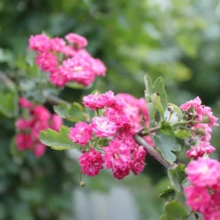 Crataegus X Media 'Paul's Scarlet' (RØDTJØRN) Stammehøjde 120 Cm