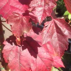 Acer Rubrum 'Red Sunset' (RØD LØN) Højde 125- Cm