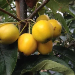 Malus 'Golden Hornet' (PARADISÆBLE) Højde 150-200 Cm