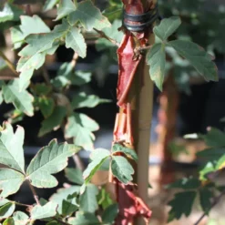 Acer Griseum (PAPIRBARKLØN) Højde 150-175 Cm