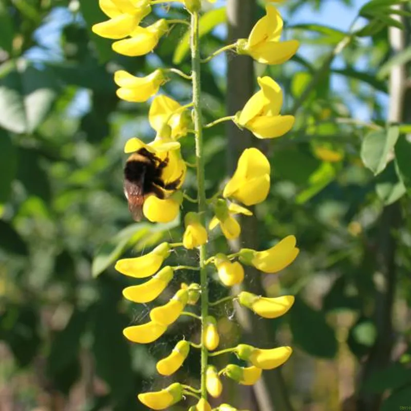 Laburnum X Wat. 'Vossii' (GULDREGN) Salgsstørrelse; 10-12 Cm 3 Laburnum X Wat. 'Vossii' (GULDREGN) Salgsstørrelse; 10-12 Cm