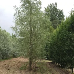 Salix Alba 'Saba' (HVIDPIL) Stammeomkreds: 12-14 Cm