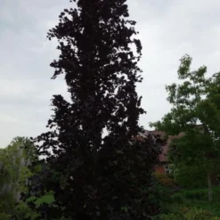 Fagus Syl. 'Dawyck Purple' (RØDBLADET SØJLEBØG) Højde 250-300 Cm