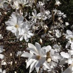 Magnolia Stellata (STJERNEMAGNOLIA) Højde 60-80 Cm
