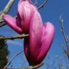 Magnolia 'Susan' (MAGNOLIA) Højde 200-250 Cm -Haveforsyninger Salg 2024 copy from STJCT2002075716 664 to stjct 02075716 6641 1