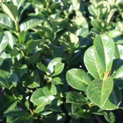 Prunus Laur. 'Etna' Højde 50-60 Cm