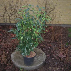 Prunus Laur. 'Novita' Salgshøjde: 8-10 Cm Stammeomkreds