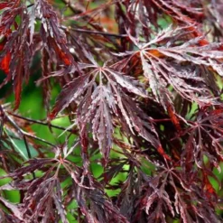 Acer Palm. 'Inaba Shidara' (JAPANSK DVÆRGLØN) Stammehøjde 80-100 Cm