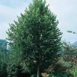 Tilia Cordata 'Greenspire' (SMÅBLADET LIND) Stammeomkreds 8-10 Cm