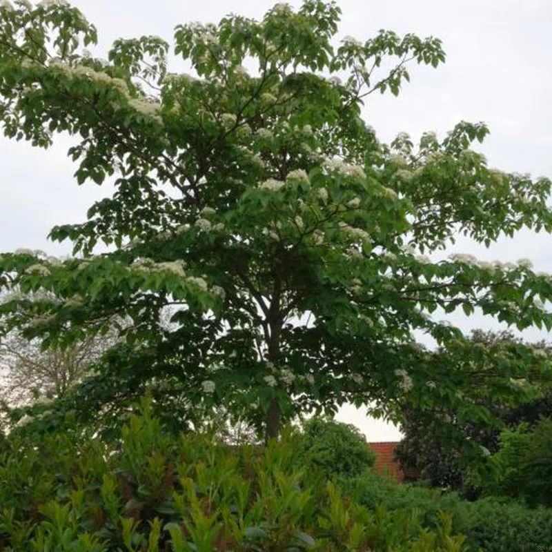 Cornus Controversa (ETAGE-KORNEL) Salgshøjde: 80-100 C 3 Cornus Controversa (ETAGE-KORNEL) Salgshøjde: 80-100 C