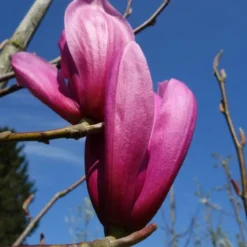 Magnolia 'Susan' (MAGNOLIA) Højde 100-125 Cm