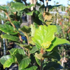 Fagus Syl. 'Dawyck' (SØJLEBØG) Højde 300-350 Cm