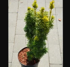 Taxus Media 'David' (SøjleTaks), Salgshøjde: 80 Cm