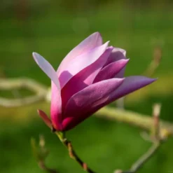 MAGNOLIA 'SUSAN' (Magnolia), 5 L Potte