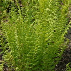 Athyrium Filix-femina ' (Alm. Fjerbregne)