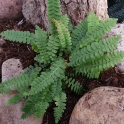 Blechnum Penna-marina (Krybende Kambregne)