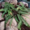 Blechnum Spicant (Alm. Kambregne) -Haveforsyninger Salg 2024 gsb 62471