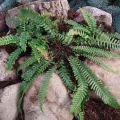 Blechnum Spicant (Alm. Kambregne)