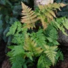 Dryopteris Erythrosora (Rødslørmangeløv) -Haveforsyninger Salg 2024 gsb 62611