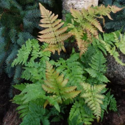 Dryopteris Erythrosora (Rødslørmangeløv)