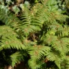 Polystichum Set. 'Herrenhausen' (Kirkegårdsbregne) -Haveforsyninger Salg 2024 gsb 63221