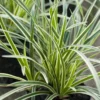 Carex Morrowii 'Ice Dance' (Hvidstribet Japansk Star)